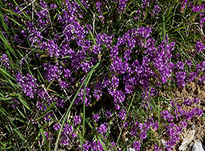 Poligala maggiore (Polygala major Jacq.) in fiore si margini della pista per il Vallone la Croce.
