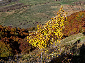 Acero in veste autunnale, sullo sfondo i prati del Pantano.