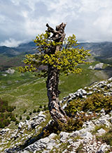 &ldquo;Strenuo combattente&ldquo; (isolato faggio su un ripido pendio di Costa delle Cese).