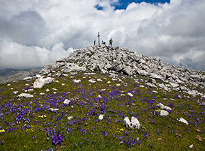 Una splendida fioritura di Viola di Eugenia anticipa la cima del Monte Forcellone.