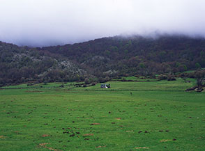 Il pascolo di Campo Segni.