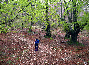 Primi germogli nel bosco di faggi (Campo Segni).