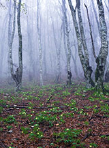 Veloci calano le nuvole nel bosco (salendo a Monte Lupone).
