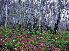 Fioritura del sottobosco nella faggeta alle pendici del Monte Lupone.