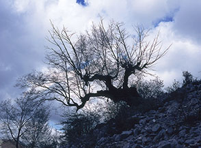 &ldquo;Contorsioni&rdquo; (Campo Segni).