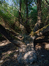 Il tronco rugoso e prostrato di un Salice bianco (Salix alba) sulle sponde del Fiume Cedrino a Su Gologone.