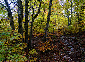 Colori autunnali nel bosco ai margini della Neviera.