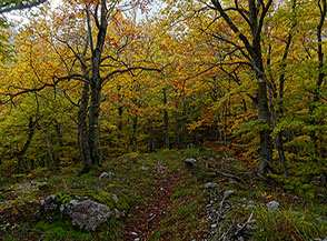 Nel bosco vestito d&rsquo;Autunno sopra Piano di Canale.