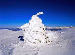 Un giovane pino nero, pupazzo di neve involontario, lungo la Cresta Nord-Ovest del Sirente.