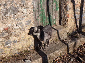 &ldquo;Capretta sull&rsquo;uscio&ldquo; (localit&agrave; Ciolandrea).
