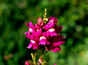 La spiga fiorita di una Bocca di leone comune (Antirrhinum majus) nella Valle delle Velare al Conero.