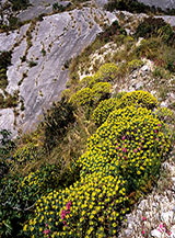 Fioritura di Euforbia arborescente o arborea (Euphorbia dendroides) fra le placche di maiolica del versante orientale del Monte Conero.