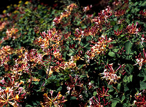 Fiori di Caprifoglio comune (versante orientale del Monte Conero).