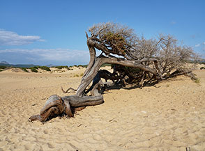 &ldquo;Contorsionista di natura&ldquo; (Dune di Piscinas, Arbus).