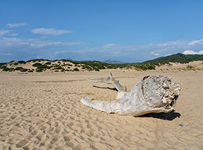 Paesaggio dunale (Dune di Piscinas, Arbus).