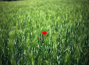 &ldquo;Il Brutto Anatroccolo&rdquo; (papavero in un campo di grano della Tenuta dei Massimi).