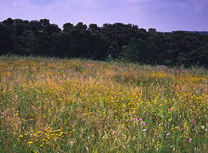 Campo fiorito nella Tenuta dei Massimi.
