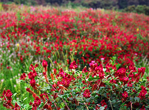 Fioritura di Sulla (Sulla coronaria) nella Tenuta dei Massimi.