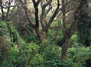 Boschetto di cerro nella Tenuta dei Massimi.