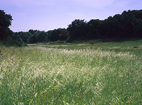 &ldquo;Il tesoro salvato&rdquo; (la valle centrale del Parco del Pineto).