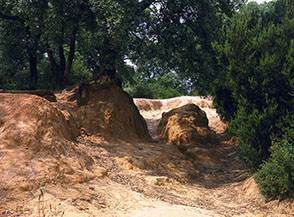 Particolare di erosione del suolo nel Parco del Pineto.