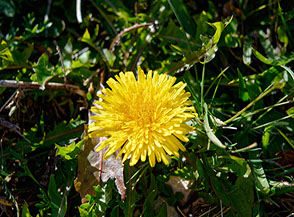 Fiore di Tarassaco comune o Dente di leone (Taraxacum sect. Taraxacum) nelle Valle delle Gravare.