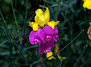 &ldquo;Bicolor&ldquo; (fiori di Ginestra comune e Cicerchia a foglie larghe (Lathyrus latifolius L.) all&rsquo;Eremo di San Francesco Saverio).