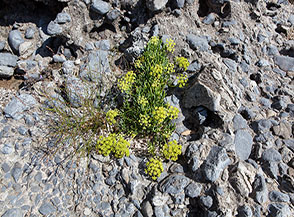 Fioritura di Finocchio marino, conosciuto anche come Cretamo o Erba di San Pietro (Crithmum maritimum L.), sui conglomerati rocciosi che cingono la Spiaggia della Molara.
