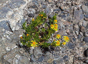 Fioritura di Enula bacicci o Inula marina (Limbarda crithmoides) sui conglomerati rocciosi che cingono la Spiaggia della Molara.