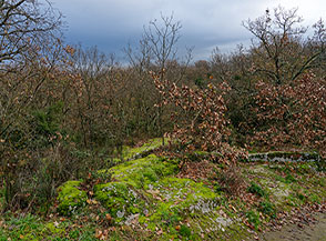 &ldquo;Prime impressioni&ldquo; (all&rsquo;inizio della traversata Bomarzo-Chia).
