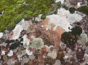 &ldquo;Patchwork&ldquo; (Bosco de le Rocchette).