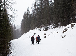 Lungo una pista forestale che risale i boschi sul fianco settentrionale della Val Grande.