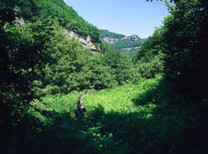 Attraversamento di un prato di felci ed ortiche (Valle del Rio Volpara).