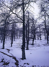 Castegneti sotto la neve (Collegiove).