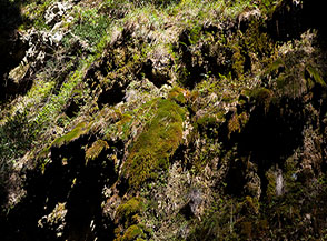 Pareti di muschio sul fondo delle Gole delle Ferriere.