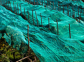 I grandi teli posti a protezione di una limonaia nei pressi di Amalfi.