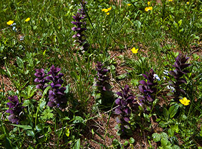 Sotto sotto, sottobosco! (Iva o Bugola piramidale, Ajuga pyramidalis, nel Vallone di Mos).