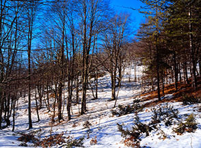 Scorcio nel bosco alla testata del Fosso di Fa&igrave;to.