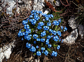 Un bouquet di Non-ti-scordar-di-me (Myosotis L.) sulla Cresta Sud del Cervia.