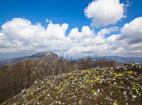 Fioritura di Viola di Eugenia (Viola eugeniae Parl.) con vista sul Monte Navegna.