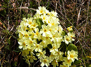 Un bouquet di Primula comune (Primula vulgaris Huds.) lungo la strada per Marcetelli.