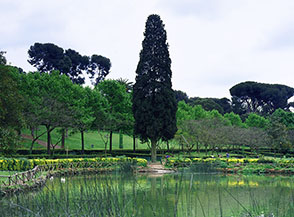 Cipresso centenario al lago piccolo di Villa Ada.
