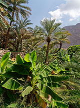 Scorcio dagli orti di palme e banani di Mibam nel Wadi Tiwi.