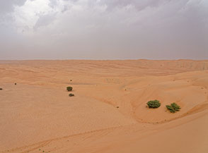Un mare di dune si estende all&rsquo;infinto di fronte a noi (Wahiba Sands).