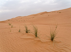 A dispetto dell&rsquo;aridit&agrave; del suolo nel Wahiba Sands &egrave; molto diffusa una specie di carice: la 	Cyperus conglomeratus.