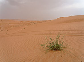 Un cespuglie di carice (Cyperus conglomeratus) cresce rigoglioso a dispetto dell&rsquo;aridit&agrave; del paesaggio nel Wahiba Sands.