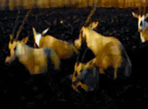 &ldquo;Fantasmi nel deserto&ldquo; (orici nella notte all&rsquo;Arabian Orix Camp).