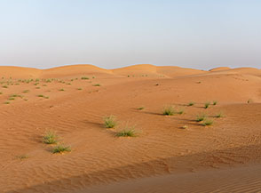 I cespugli di carice portano la vita tra le sabbie del Wahiba Sands.