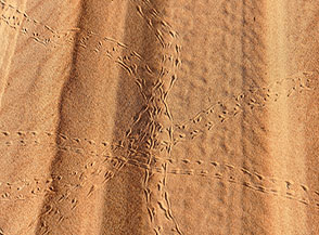 Tracce misteriose lasciano il segno sulla sabbia mattutina del Wahiba Sands.