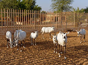 Orici d&rsquo;Arabia (Oryx leucoryx) all&rsquo;Arabian Orix Camp.